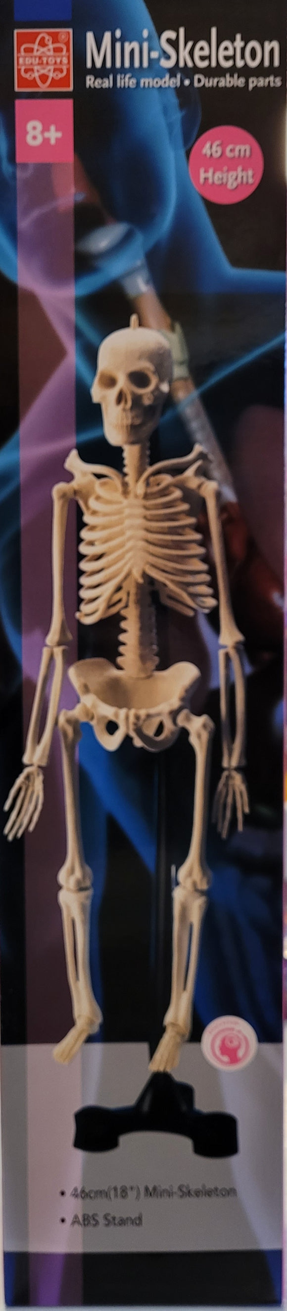 Mini- Skeleton